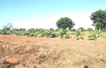 Urban Agricultural Plots, Malindi
