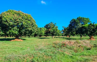 KILELE ORCHARDS ESTATE
